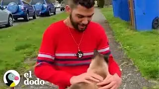 Chico conoci&oacute; a 150 gatos solo caminando por su vecindario | Cat Crazy | El Dodo
