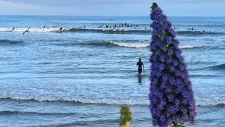 Doheny State Beach