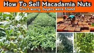 How To Sell Macadamia Nuts | Macadamia Nuts Kaha Beche | Macadamia Nut Plant