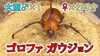 12/12~1/5の入荷クワガタ紹介、17種類！【102mmスマトラヒラタクワガタ、ローゼンベルグオウゴンオニクワガタ、大型ゴロファガウジョン、85mmupメタリフェルホソアカクワガタなど】