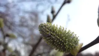 Midhurst Common  - Salix caprea - Goat willow - Selja - Sk&oacute;gartr&eacute;