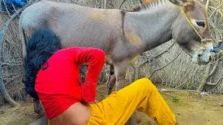 My viral funny 😄 donkey #mariovsdonkeykong #donkeylife #funnydonkey #funnyanimal #