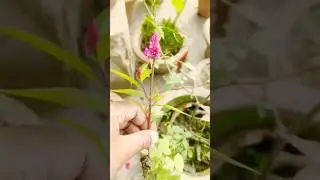 Free Gift🎁 from my Garden /#terracegarden #gardening #freegift #balconeygarden #trending #shorts