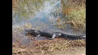 Habitats of the Everglades: Sawgrass Prairie at Shark Valley