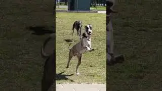 Suki & Zoot - the Joy of Running