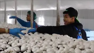 Mushroom Farming #modernmushroomfsrming #buttonmushroom #mushroom