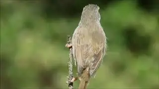 Tawny-flanked Prinia calling