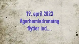 Humlebi beboelser - status 20.4.2023