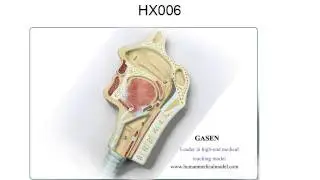 HIGH END HUMAN MEDIZINISCHES ATMUNGS ANATOMISCHES MODELL SYSTEMATIC ANATOMIE MODELL GASEN HX006（副本）