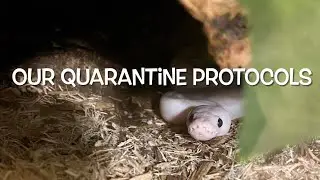 How We Quarantine Snakes in 2021