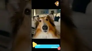 Guests | S1527 #cute  #cutedog #dog #cutedog #dogs #cute #shorts #youtubeshorts #tiktok #puppy #pets