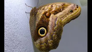 Owl Butterfly. Creative Insect macro videography.