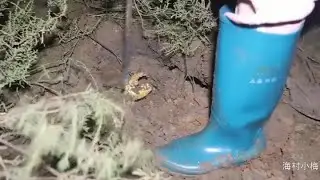 紅樹林裡全是老青蟹，2斤一隻算小的，妹子一人抓都抓不完，過癮！