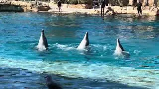 SeaWorld Goldcoast Affinity Dolphin Presentation 14.5.24