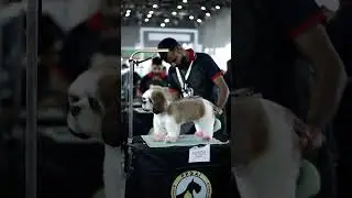 Pet Grooming Magic at IIPTF 2025 | Stunning Dog Makeovers & Groomer