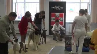 20130526173027 Xoloitzcuintli, Xoloitzcuintle, Xoloitzquintle,ксоло