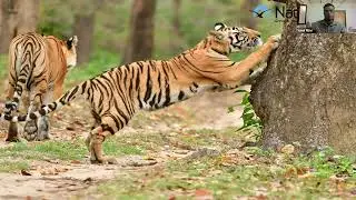 Naturetrek Roadshow: Tigers in Central India