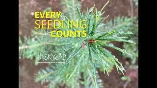 SKYLAB #forestai for seedling and tree counting