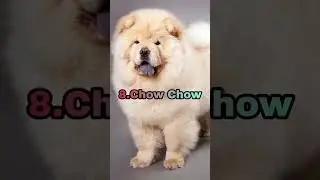Top 10 Cunning Dogs In The World
