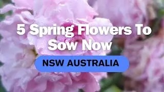 5 Flowers To Sow Now For Spring Blooms &bull; NSW Australia