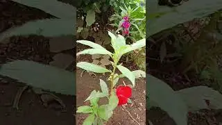 ...✨❤️... #trending #flowers#flowerimages#nature #flowerphotography #shorts #trendingshorts #garden