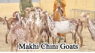 Makhi Chini Goats | Goat Farminh in Pakistan | Chakwal Goat Farm |
