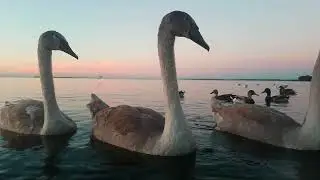 LOUGH NEAGH IRELAND