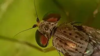Sciapus platypterus Fabricius, 1805