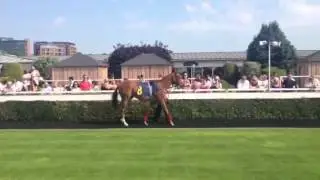 EL BRAVO in the Parade Ring @ Chester Races