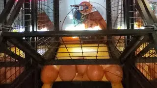 Street basketball machine (6xx) 7 balls 