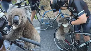 Adelaide Cyclists Rescue Thirsty Koala During Bushfires And Heatwave