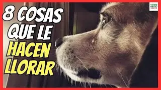 🐕 &iquest;PORQUE LLORA UN PERRO ADULTO?🐕 8 COSAS QUE M&Aacute;S LE HACEN LLORAR A LOS PERROS
