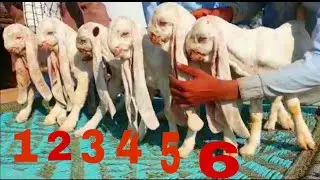 6 NewBorn Gulabi Goat Kids Complete Documentary