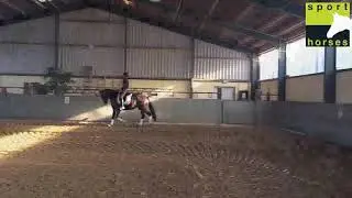 Stamboek anders | Genesis | Don Primero