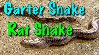 Garter Snake vs Rat Snake: How to Tell the Difference (Fast ID Guide)