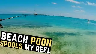 Catching Tarpon From the Beach With Live Pilchards