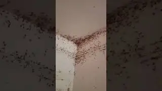 Cockroaches Pest Treatment Services Perth