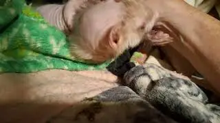 Ferrets dumped and left for dead now at rescue