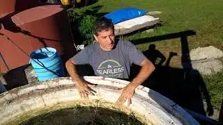 Killing mosquito larvae with vegetable oil