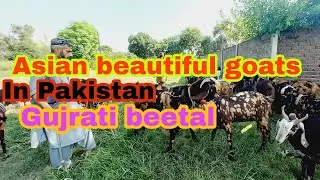 Documentary goat#gujrati beetal goat Asian beautiful goats in Pakistan gujrat