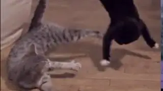 20 Funny Cat GIFs