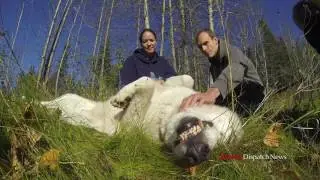 Wolf Day at the Alaska Zoo