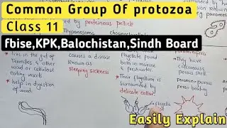 Common Group Of protozoa | Amoeba, Zooflagellate, Foraminifera And Apicomplexans Class 11