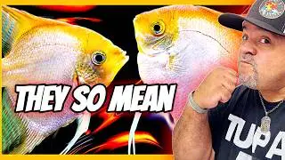 Angelfish Expert Reveals the TRUTH About ANGELFISH Aggression