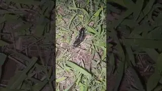 Fireflies Female | Fireflies | life cycle of fireflies #nashik #firefly