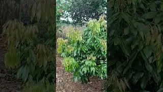 JA SEI OQUE FAZER PRA LICHIA DAR MUITO FRUTOS!! #ro&ccedil;a #lichia