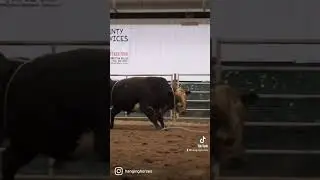 Roping your bulls on foot #rodeo