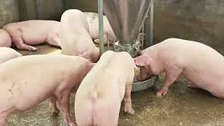 EXPERT shares top pig raising secrets