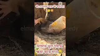 Monkey Video Funny #funny #tricks #comedy #shorts #bangladesh #amazing #trading #shortvideo #money