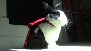 Rabbit superhero